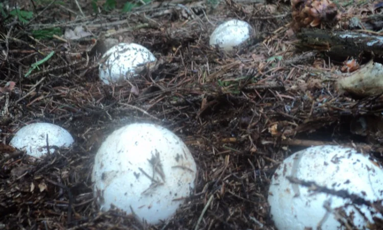 Настойка лікувального гриба "Веселка" 1л - фото № 5