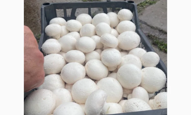 Продаж печериць з доставкою - фото № 1