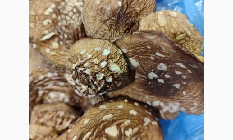 Продаю пантерний мухомор - фото № 3