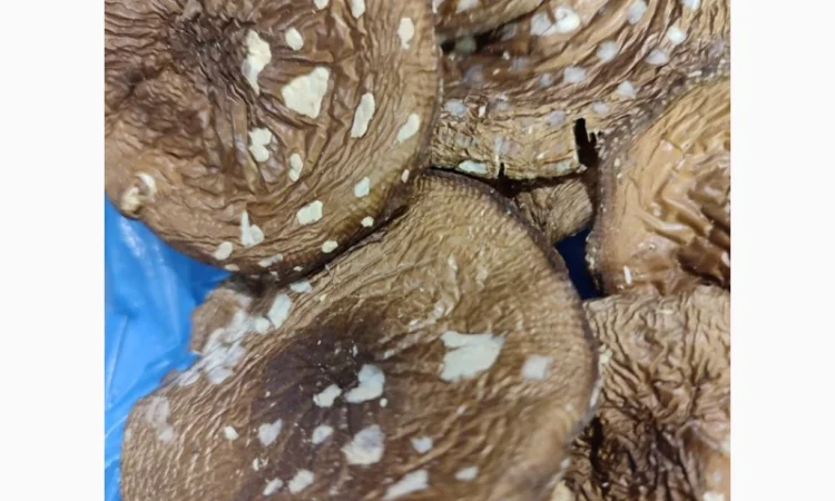 Продаю пантерний мухомор - фото № 4