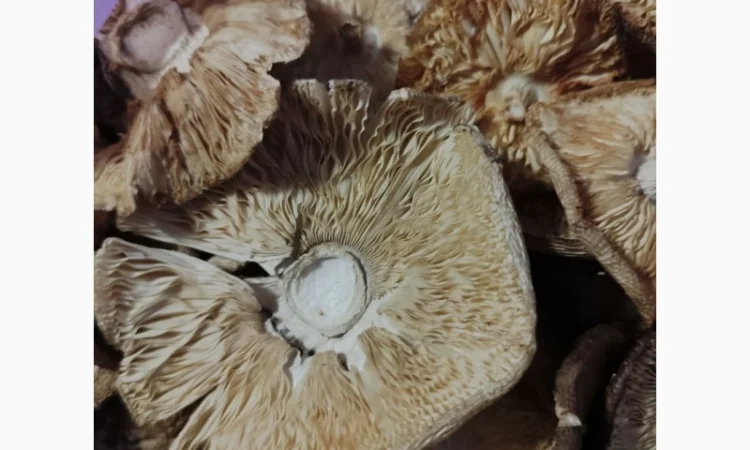 Продаю пантерний мухомор - фото № 5