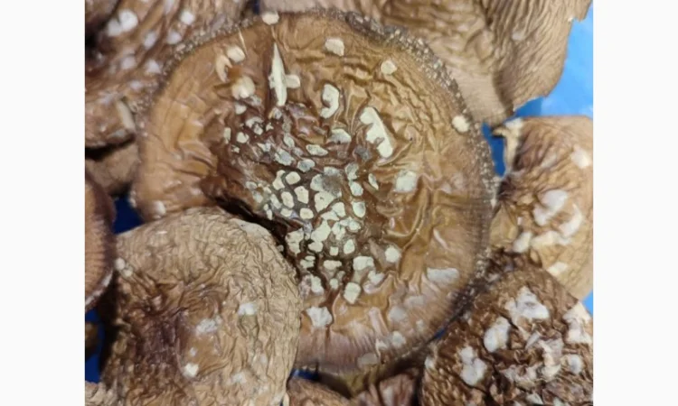 Продаю пантерний мухомор - фото № 6