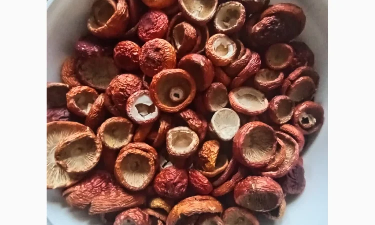 Продаю мухомор 100 грамів - фото № 2