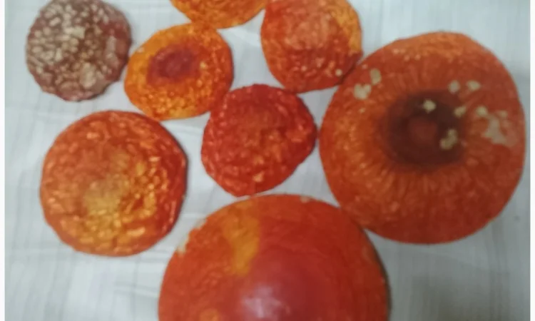 Мухомор червоний на продаж - фото № 1