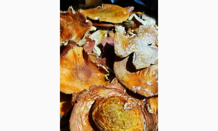 Свіжий мухомор 25 року на продажу - фото № 1