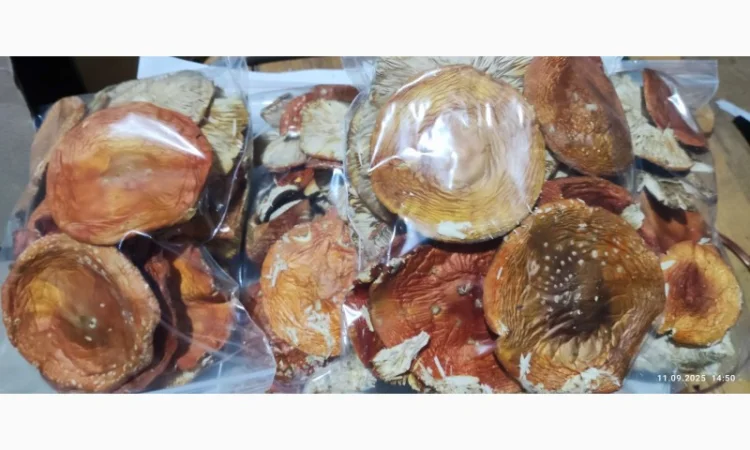 Продаж мухомора 25 року - фото № 1