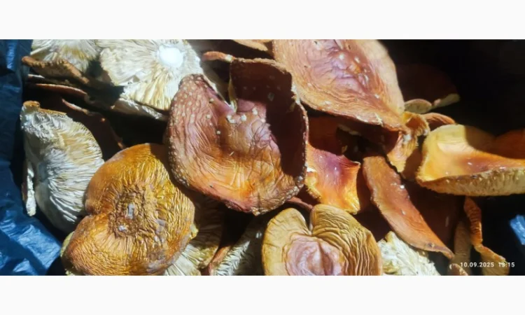 Продаж мухомора 25 року - фото № 2