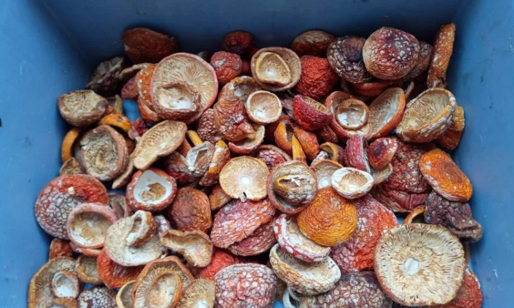 Продажа червоного мухомора без бруду - фото № 1