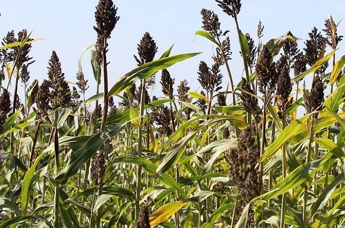 Продажа цукрового сорго Силосне 42 - фото № 3