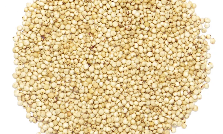 Закупівля білого сорго на експорт - фото № 1