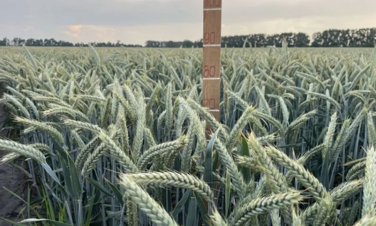 Продаж насіння тритикале озимого Малюк - фото № 2