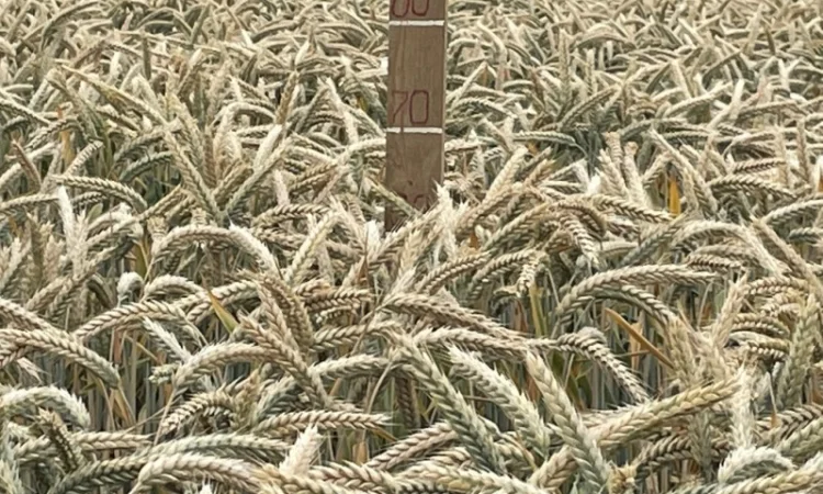 Продаж насіння тритикале озимого Малюк - фото № 3