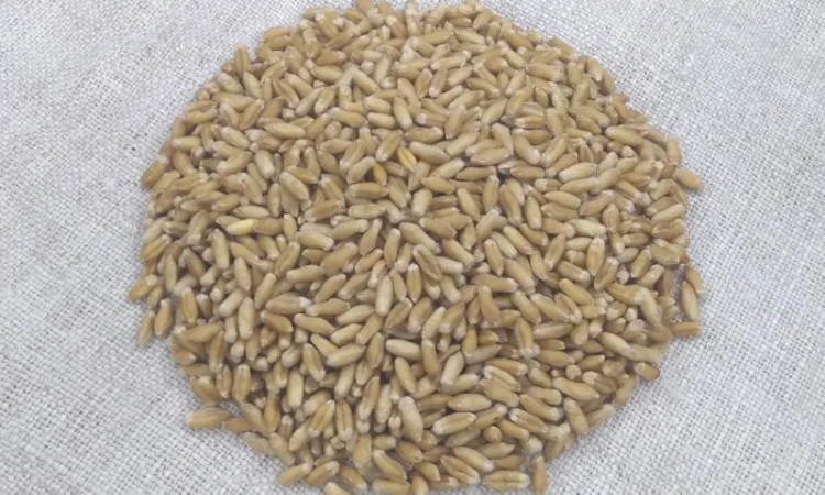 Продаж насіння тритикале озимого Малюк - фото № 5