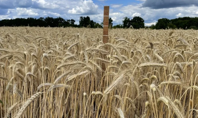 Продажа тритикале озимого Велетень - фото № 4