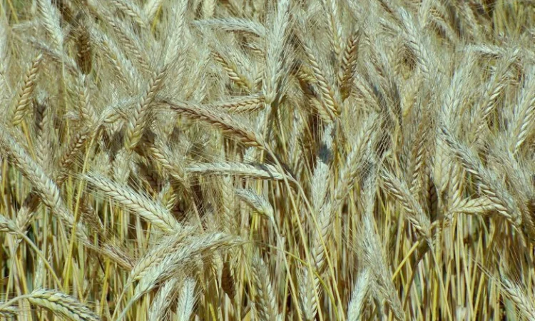 Семена озимого тритикале, сорт ПАВО - фото № 1