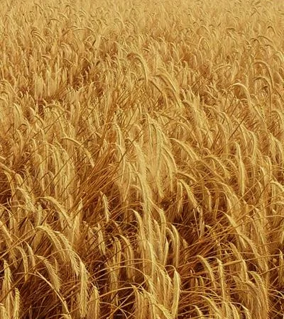 Насіння озимого жита СТОІР - продаж - фото № 1