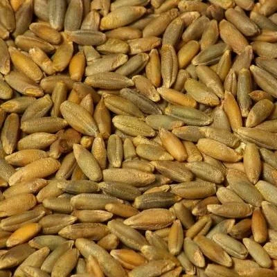 Закупка жита - фото № 1