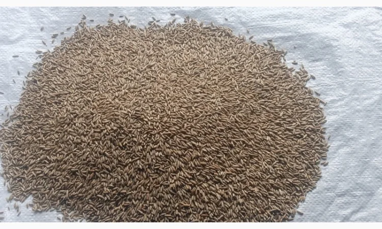 Продаю жито очищене фураж - фото № 2