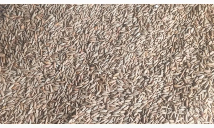 Продаю жито очищене фураж - фото № 3