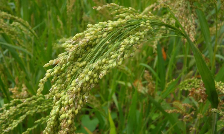 Купівля жовтого проса в Сумській області - фото № 1