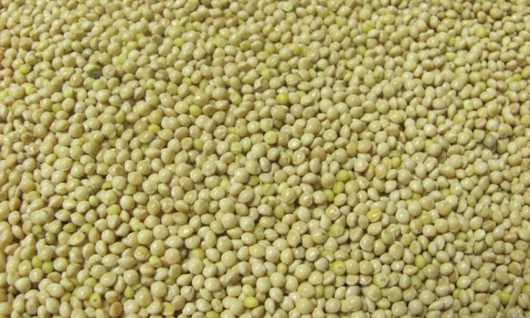 Покупка проса для експорту - фото № 1