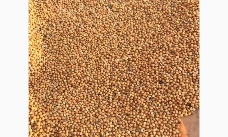 Купівля проса жовтого та червоного в будь-якому обсязі - фото № 1