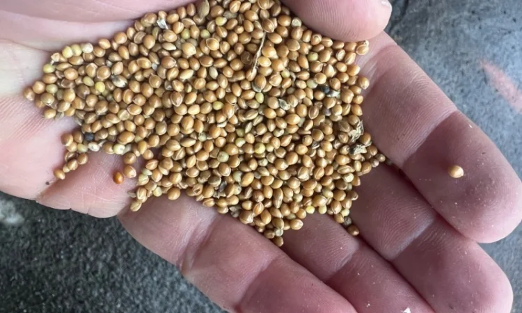 Куплю жовте просо - фото № 2