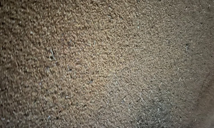 Куплю жовте просо - фото № 3