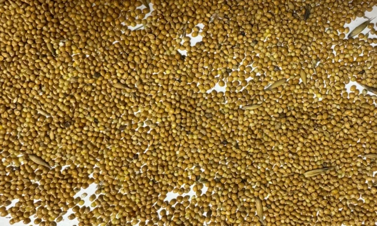 Продаж жовтого проса - фото № 3