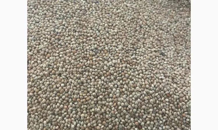 Куплю просо жовте та біле - фото № 1