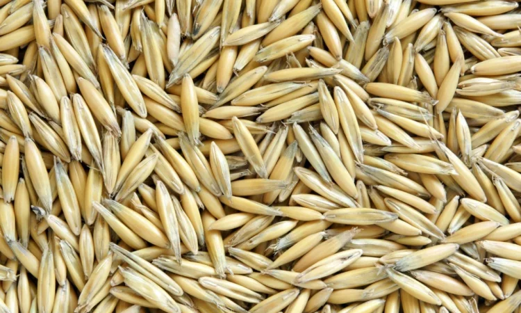 Овес посівний та товарний на продаж - фото № 1