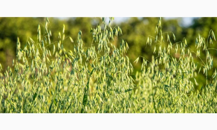 Насіння овса голозерного та плівчастого Нептун - фото № 1