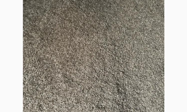 Овес урожаю 2025 року на продажу - фото № 2