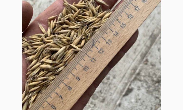 Овес урожаю 2025 року на продажу - фото № 3