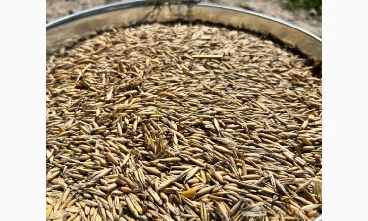 Овес свіжого врожаю на продаж - фото № 1