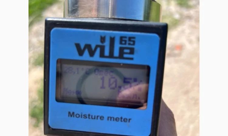 Овес свіжого врожаю на продаж - фото № 2