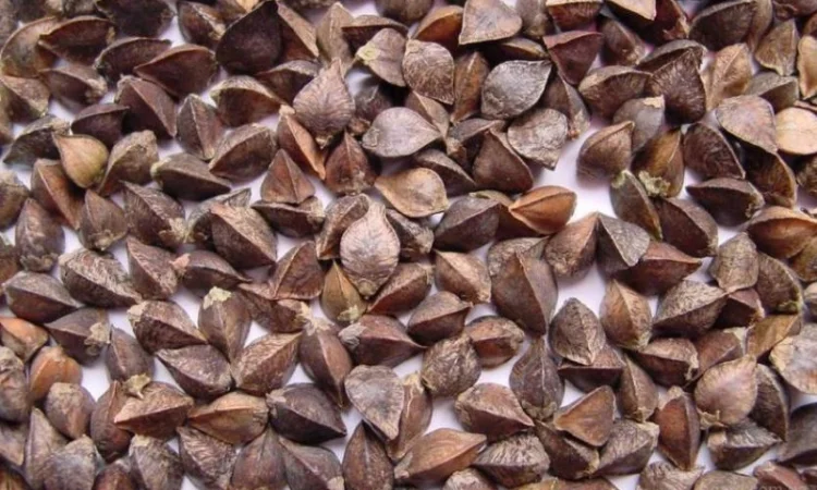 Продаж гречки сорту Характеристика - фото № 1