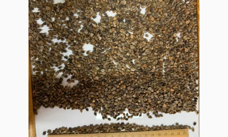 ГРЕЧКА на продаж - фото № 1