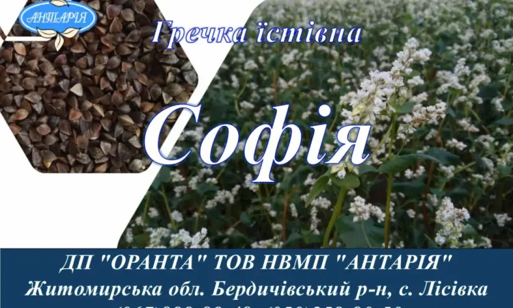 Семена гречки София (БН - фото № 1