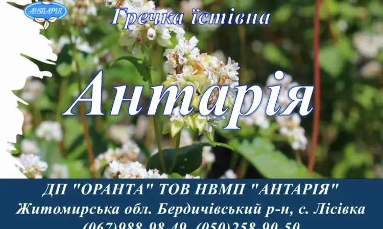 Насіння гречки Антарія (БН - фото № 1