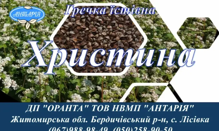Насіння гречки Христина (БН - фото № 1