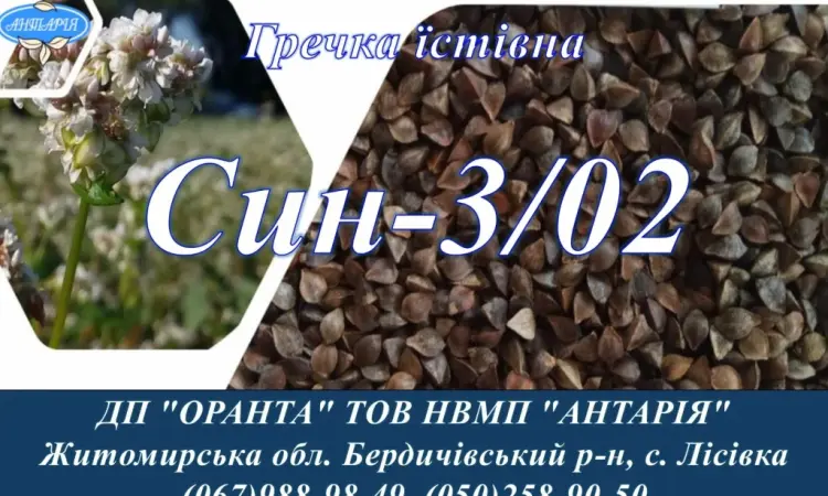 Насіння гречки Син-3/02 (БН - фото № 1