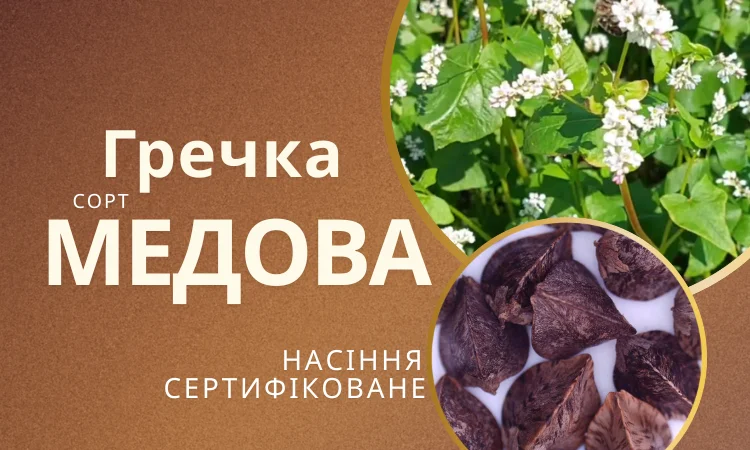 Гречка посівна сорт Медова, сертифіковане насіння - фото № 1