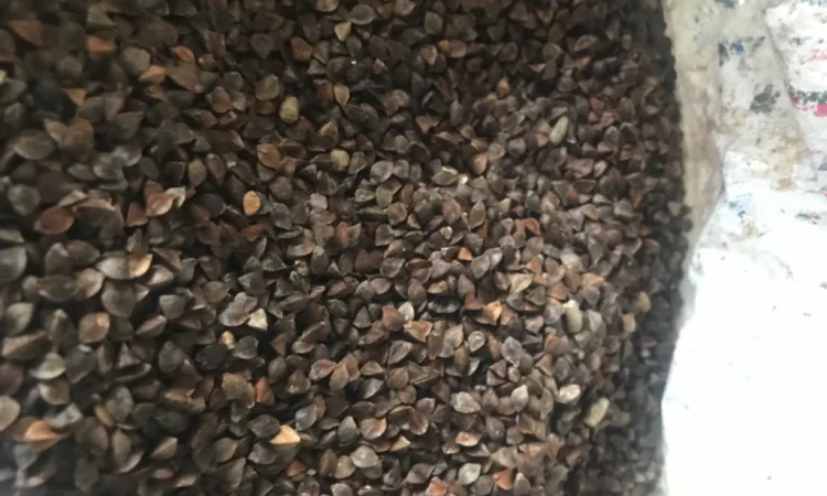 Продаж гречки сорту Арно - фото № 1