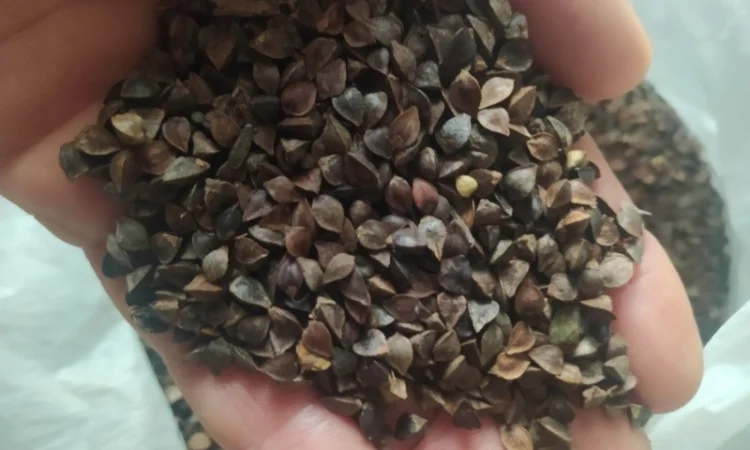 Продаж насіння гречки сорту Подільська - фото № 1