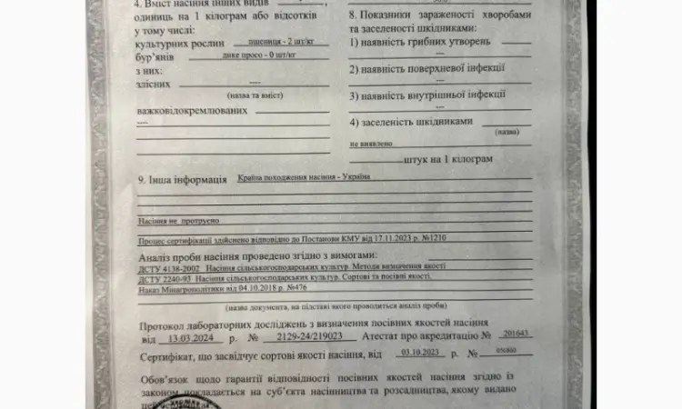 Продам гречку посевной материал сорт Селяночка - фото № 1