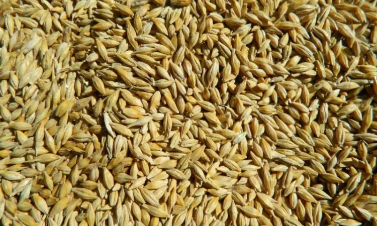 Пропонується насіння ячменю сорту Буффало-102 - фото № 1