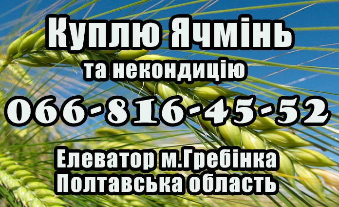 Закупівля ячменю за високими цінами - фото № 1