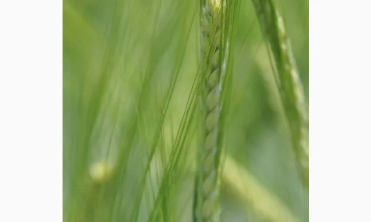 Насіння ячменю Вільма 1 репродукція - фото № 1