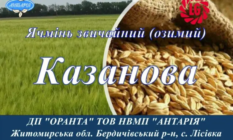 Насіння озимого ячменю Казанова - фото № 1